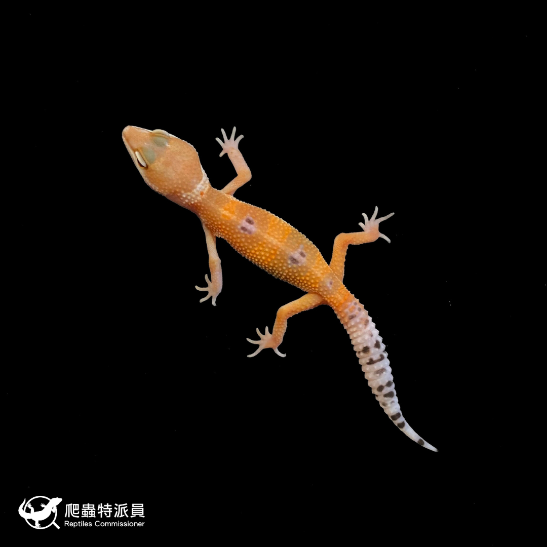 豹紋守宮．橘化（編號 212）